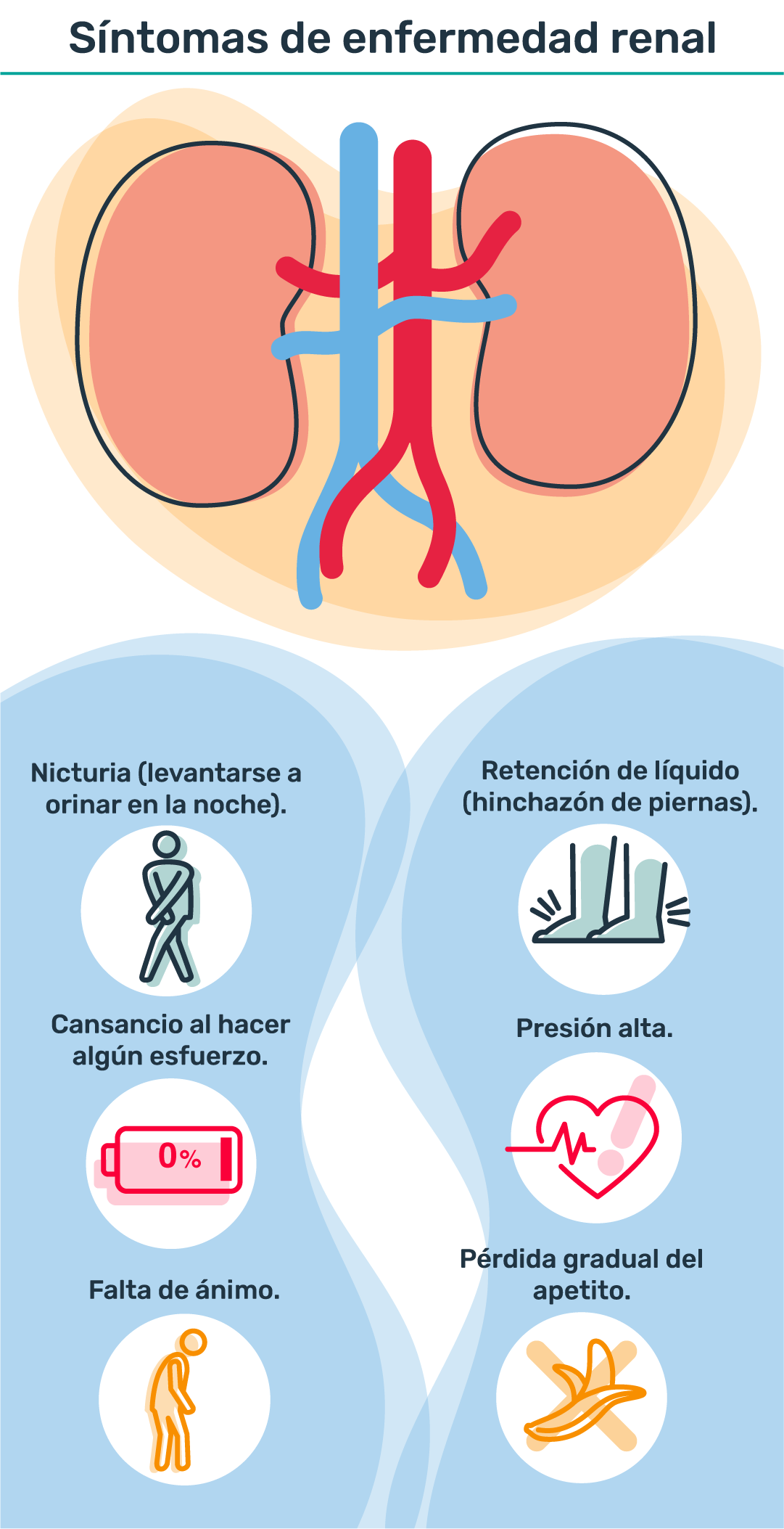 La Importancia De Los Riñones En Tu Salud