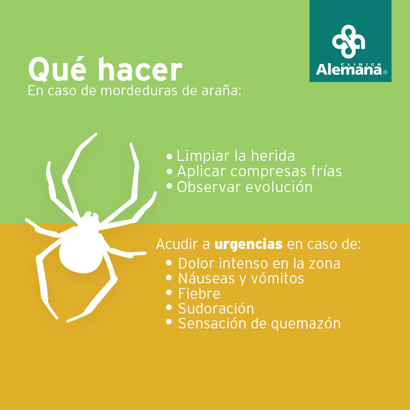 mordida de araña tratamiento