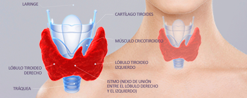 nodulos-tiroides-img-01