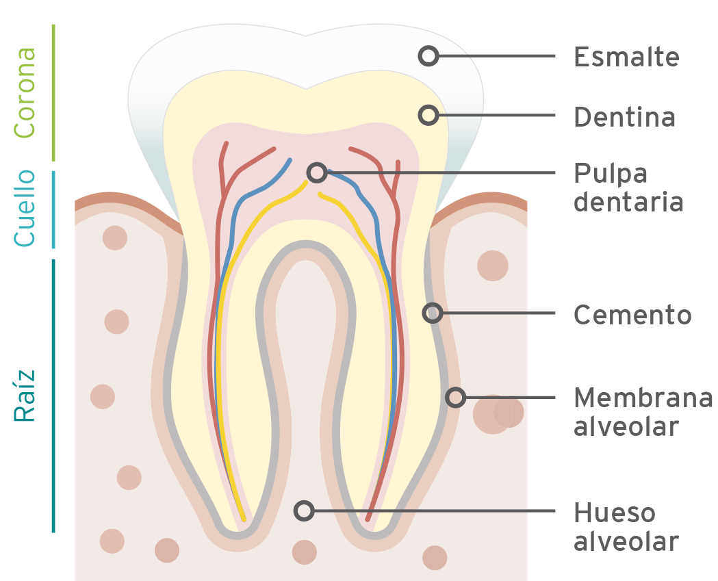 Esquema detallado de la estructura del cemento dental humano