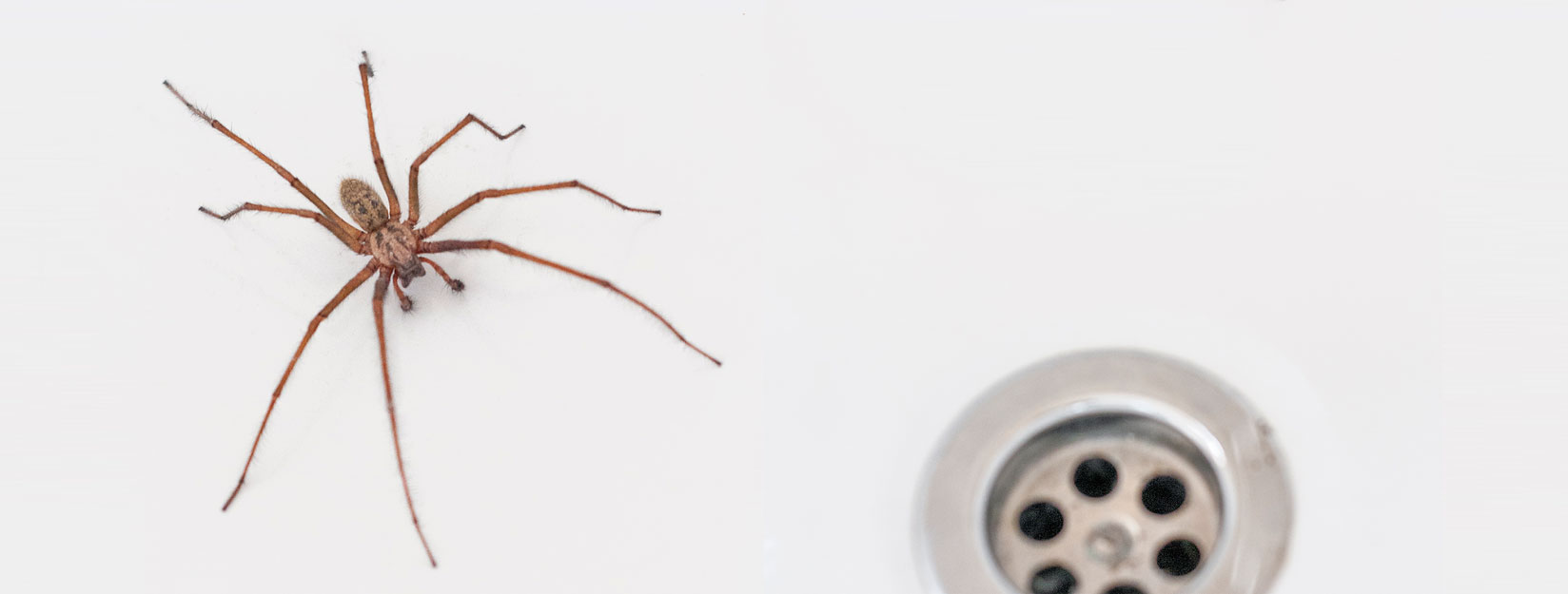 abdomen amarillo araña patas marrones por diabetes abdomen amarillo araña patas marrones por diabetes