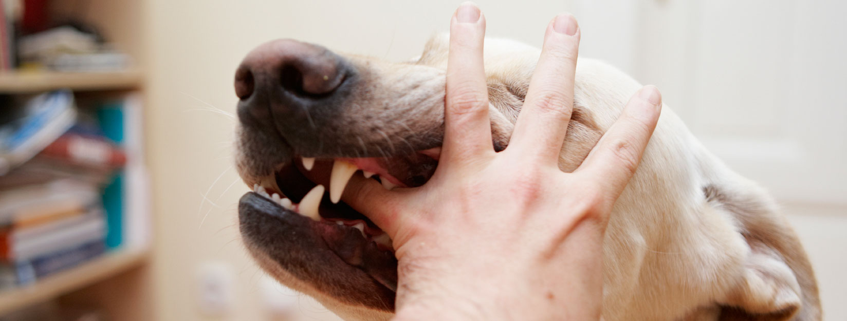 Сон кусает собака за руку без крови. Собака на руках.