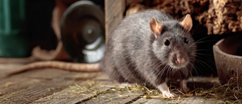 Hantavirus: lo que necesitas saber para cuidarte