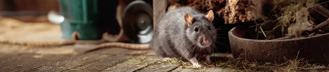 Hantavirus: lo que necesitas saber para cuidarte