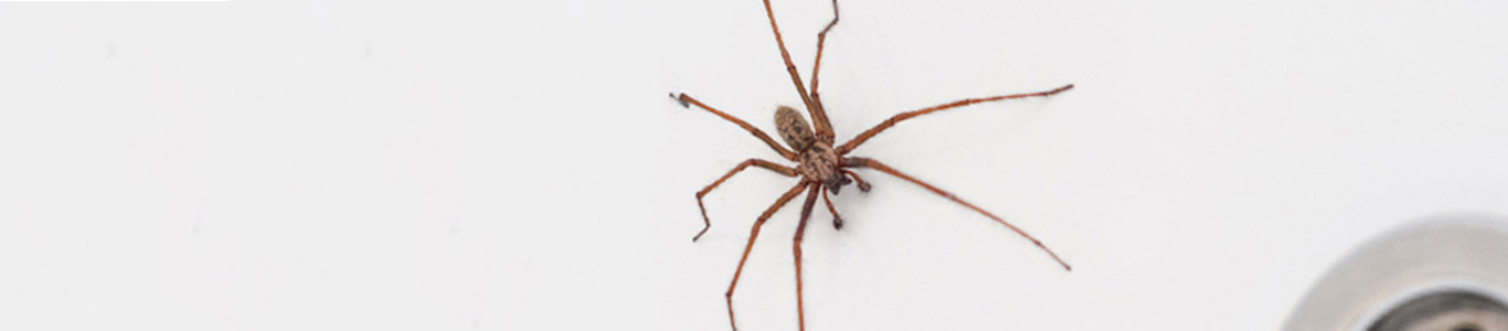 Cómo reconocer y evitar a la temida araña de rincón