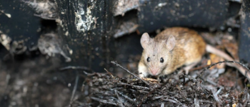 Virus Hanta: síntomas y cómo prevenir