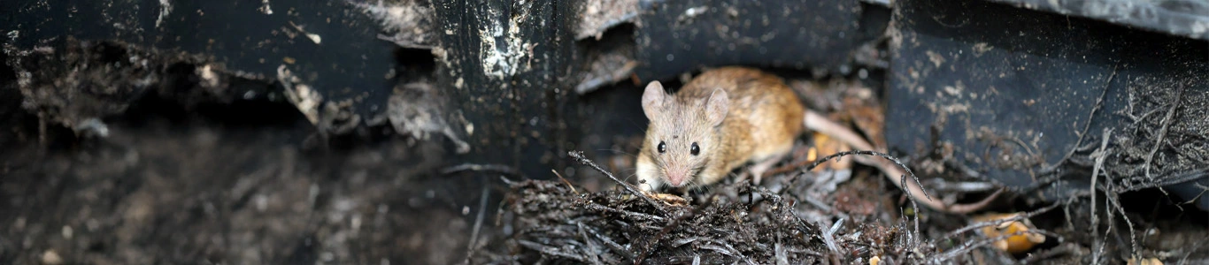 Virus Hanta: síntomas y cómo prevenir